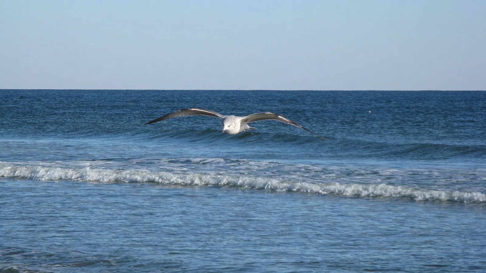 A gull flying low over a breaking wave